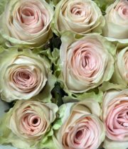 Pink Happy Bride Roses